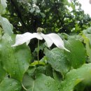 산딸나무 [Cornus kousa]==================층층나무과(層層―科 Cornaceae)에 속하는 낙엽교목. 이미지