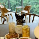 초록애견샵 | 고양시 애견동반 가능한 술도 팔고 커피도 팔고 단골예약 찜한 <카페라빈,라빈리커스토어>