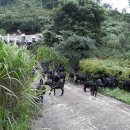 약산 흑염소 이미지