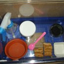 인천직]레게 하옐_정글 준성체 수컷 분양 내용必사진有 ★☆★☆★ 이미지