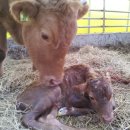 람세스한우농장 이미지