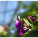 꽃봉우리 이미지