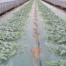 전천후농장 이미지