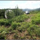 부안 변산마실길의 붉노랑상사화꽃을 아시나요.. 이미지