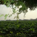 회산백련지 만남의 광장 이미지