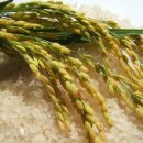 즉석도정쌀 생산자직거래 판매 이미지