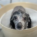 또왕또왕 Dog Salon 이미지