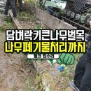 나무벌목작업 키큰나무자르기 나무가지치기