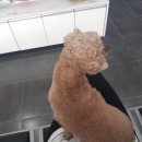 드림24동물병원 이미지