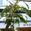 한빛프로이드 - 2227 | 한빛프로이드