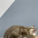 MJ캐터리 이미지