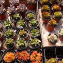 반려식물키우기 이미지