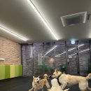 논현 켄넬 이미지