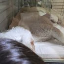 도그원동물의료센터 이미지