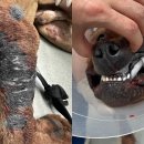 하나가축약품 이미지