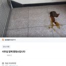 (리얼똥주의) 당근마켓 똥청소 알바.jpg 이미지