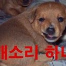 하네 이미지