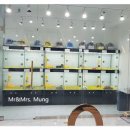 미스터 멍 애견샵 이미지