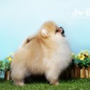 스카이윙 이미지