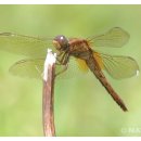 고추잠자리 이미지