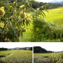 명교주유소 이미지