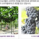 포도맘 이미지