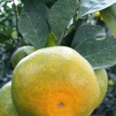 제주감귤농업협동조합남원지점 이미지