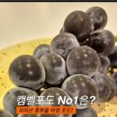 흥부골 아영포도 이미지