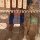 카페디오 이미지