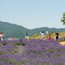 지세포로 이미지