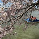 전 세계 꽃이 만발하는 봄의 풍경 사진 이미지