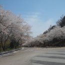 대청댐 벚꽃 이미지