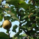 인영농장 이미지