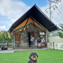 가평댕댕이애견펜션&글램핑골드 | [강아지 글램핑 추천] 가평 댕댕이 애견 펜션 골드 - 비숑4 내돈내산 후기