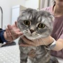 뽀솜뽀솜 | 대구 유천동 뽀솜뽀솜에서 고양이미용 대만족 후기 😻