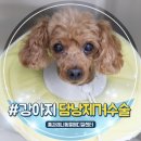 아지동물병원 | 강아지 담낭점액종, 담낭 결석, 14살 노령견의 담낭제거수술 후기