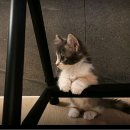 의정부 강아지분양 고양이분양 애견분양 펫하임 의정부본점 | 의정부 애견샵? 펫하임에서 건강한 가족 만나요!