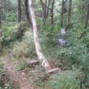 송백1리 이미지