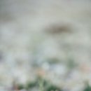 낙지이야기 이미지