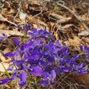 미소복어 이미지