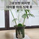 그로브팟 와이팟 테이블야자 식재 후기