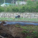 고골농장 이미지