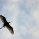 소나무둥지 이미지