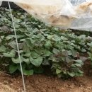 수촌농장 이미지