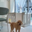 지나댕댕 이미지