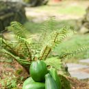 야동농장 이미지