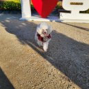 펫스티발 이미지