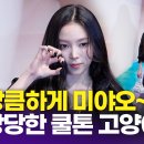 앙큼한고양이