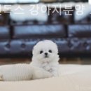 캣츠앤독스 강아지분양 고양이분양 수원점 이미지