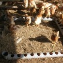 해방농장 이미지